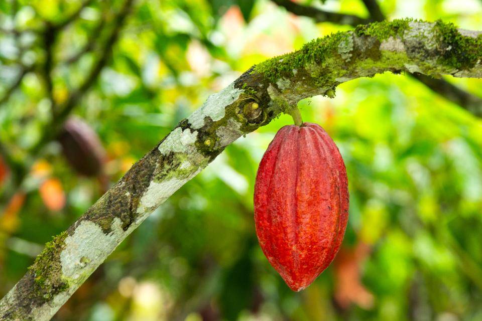 cacao